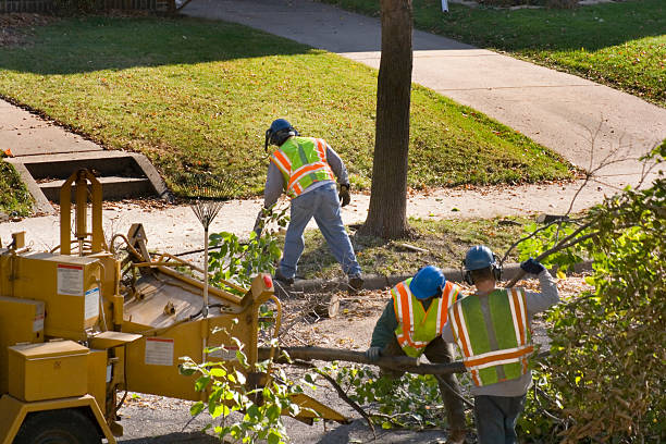 How Our Tree Care Process Works  in  Shadybrook, TX